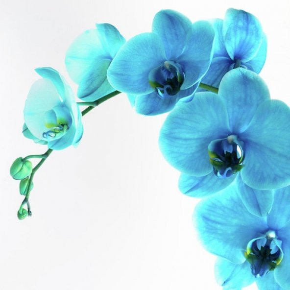 10 Adet Phalaenopsis Mavi Orkide Tohumu 10 Adet Gül Tohumu ürün görseli 1