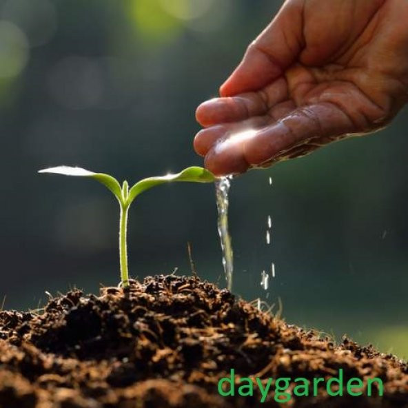 100 Adet Karışık Gerbera Çiçeği Tohum +10 Adet Gül Tohumu N11.835 ürün görseli 1