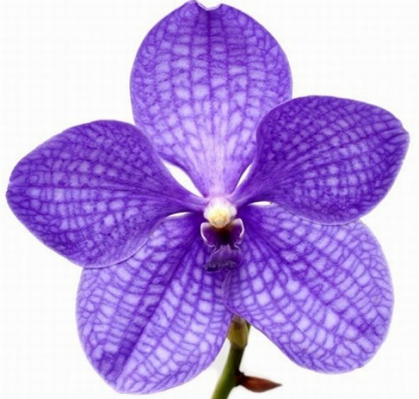 10 Adet Phalaenopsis Mavi Orkide Tohumu 10 Adet Gül Tohumu N11.6581 ürün görseli 1