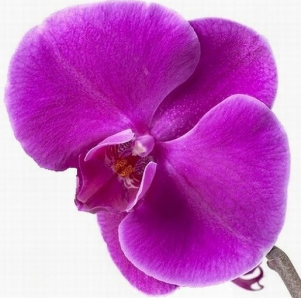 10 Adet Phalaenopsis Mor Orkide Tohumu 10 Adet Gül Tohumu ürün görseli 1