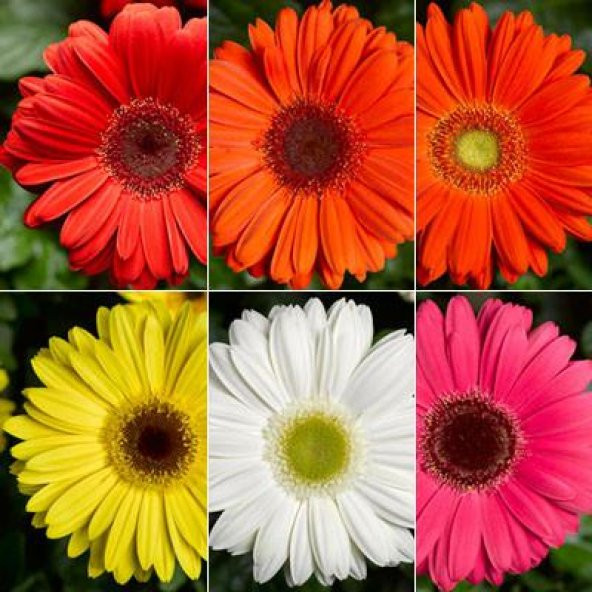 25 Adet Karışık Gerbera Çiçeği Tohum + 10 Adet Lale Tohumu N11.7559 ürün görseli 1