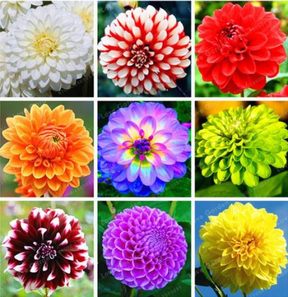 50 Adet Karışık Renk Dahlia Tohumu + 10 Adet Ht Gül Tohumu ürün görseli 1