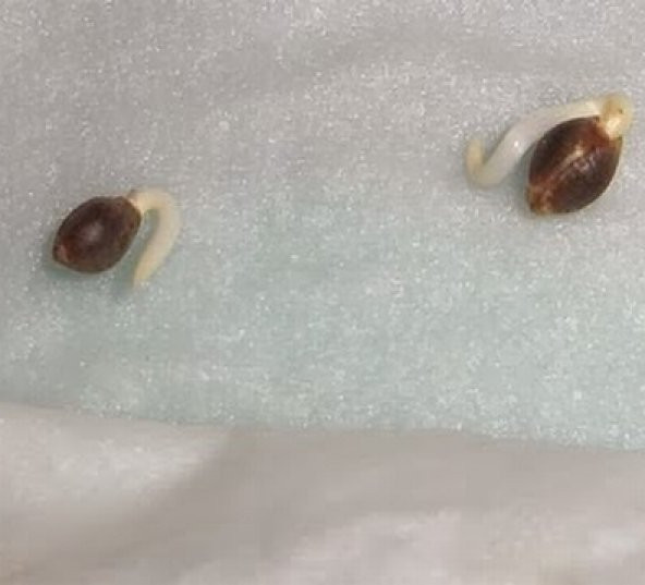 10 Adet P Lila Renk Dahlia Tohumu + 10 Adet Gül Tohumu N11.4858 ürün görseli 1