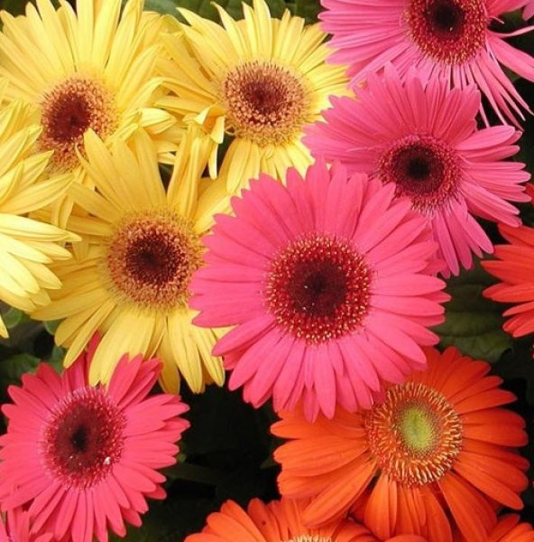 25 Adet Karışık Gerbera Çiçeği Tohum +10 Adet Lale Tohumu ürün görseli 1