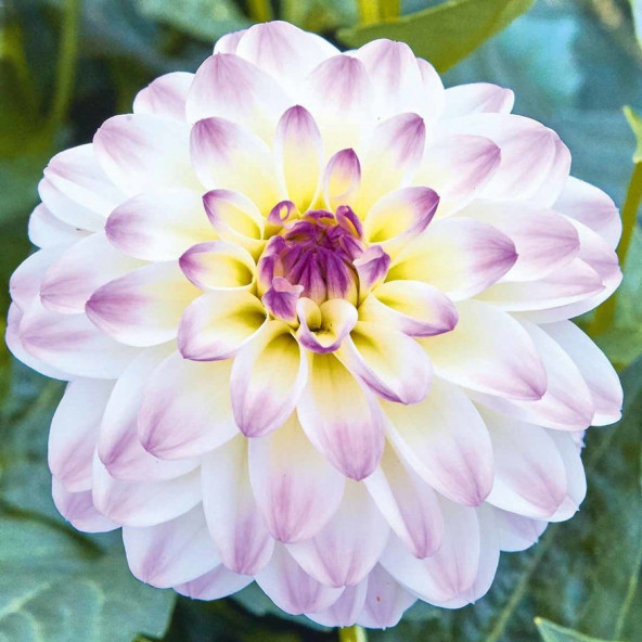 25 Adet Mor Beyaz Renk Dahlia Tohumu + 10 Adet Gül Tohu... ürün görseli 1