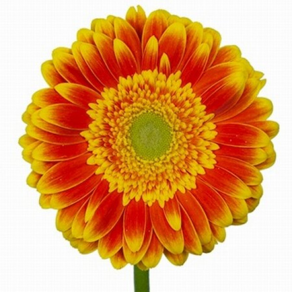 25 Adet K.Sarı Gerbera Çiçeği Tohum+10 Adet Lale Tohumu ürün görseli 1