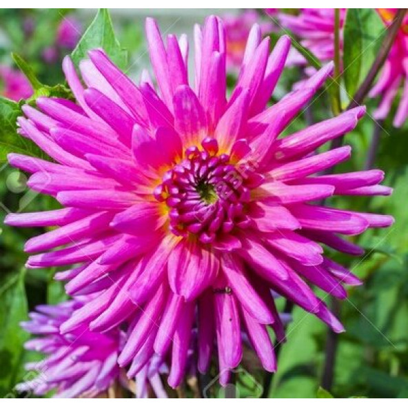 25 Adet Y. Pembe Renk Dahlia Tohumu + 10 Adet Gül Tohumu ürün görseli 1