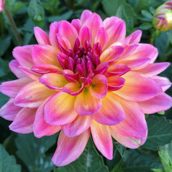 25 Adet S Pembe Renk Dahlia Tohumu + 10 Adet Gül Tohumu ürün görseli 1