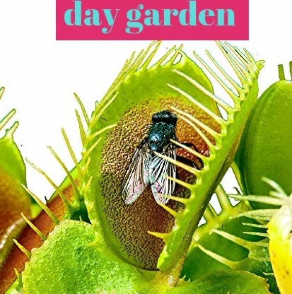 25 Adet Sinek Kapan Et Obur Çiçeği Tohumu + Tohum Gül ürün görseli 1