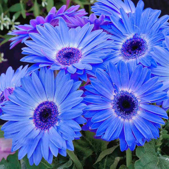 25 Adet Mavi Gerbera Çiçeği Tohum +10 Adet Lale Tohumu ürün görseli 1
