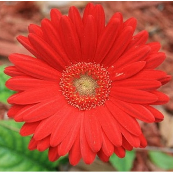 25 Adet Kırmızı Gerbera Çiçeği Tohum + 10 Adet Lale Tohumu ürün görseli 1