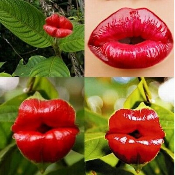 10 Adet Öpüçük Çiçeği Tohumu + 10 Adet Gül Tohumu ürün görseli 1