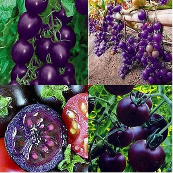10 Adet Mor Domates Tohumu + 10 Adet Gül Tohumu ürün görseli 1