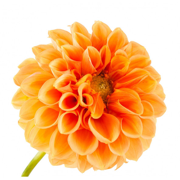 10 Adet Turuncu Renk Dahlia Tohumu + 10 Adet Gül Tohumu ürün görseli 1