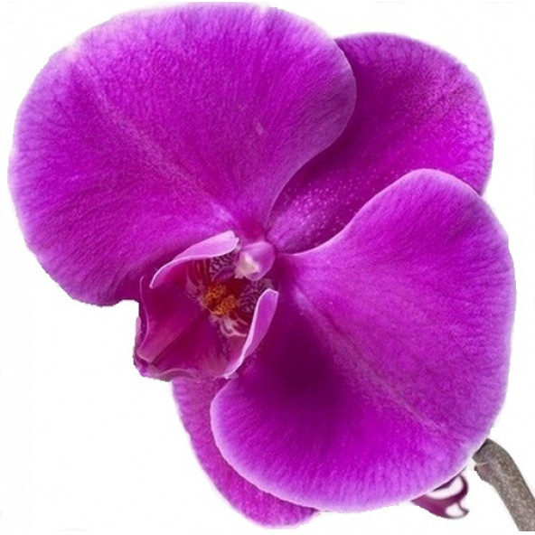 25 Adet Phalaenopsis Mor Orkide Tohumu + Sebze Tohumu 1... ürün görseli 1