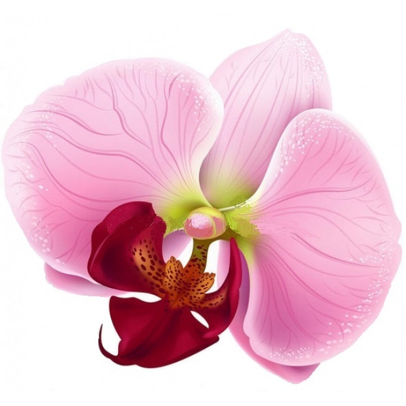 10 Adet Phalaenopsis Pembe Orkide Tohum + 10 Adet Tohum ürün görseli 1