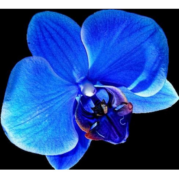 10 Adet Phalaenopsis Mavi Orkide Tohumu + 10 A. Gül Tohumu ürün görseli 1