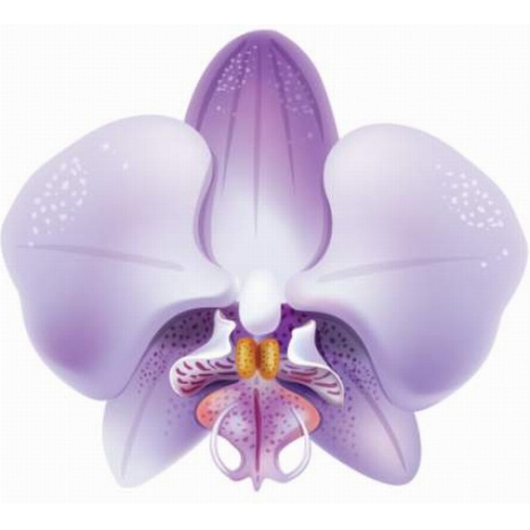 10 Adet Phalaenopsis Lila Orkide Tohumu + 10 Adet Tohum ürün görseli 1