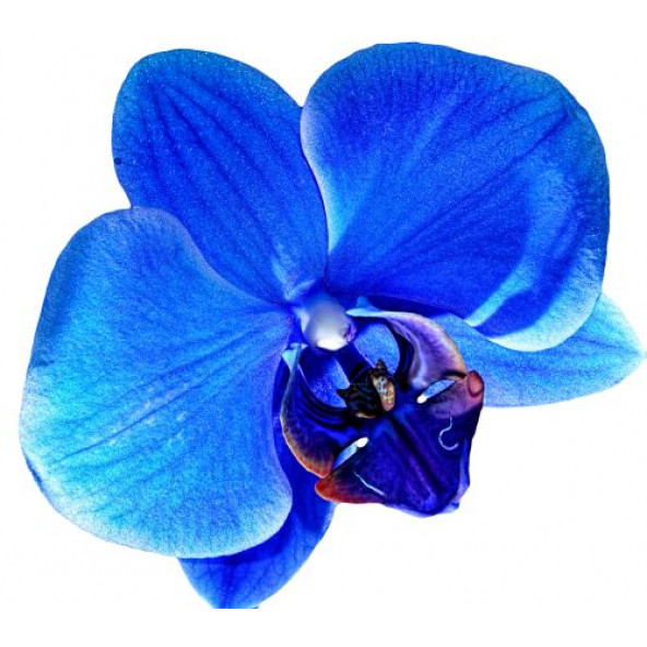 10 Adet Phalaenopsis Mavi Orkide Tohumu MAVİ10KB ürün görseli 1