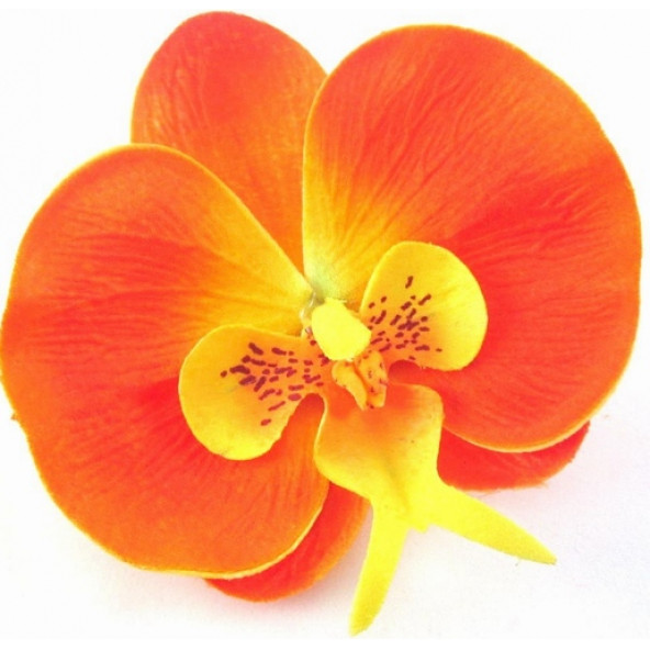 10 Adet Phalaenopsis Turuncu Orkide Tohumu ürün görseli 1