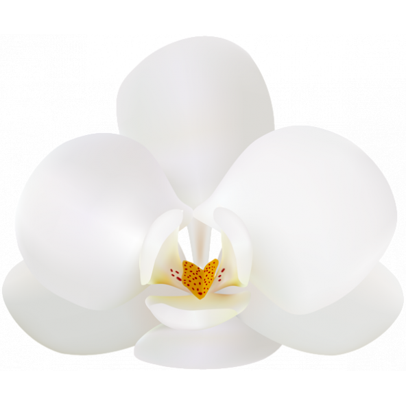 10 Adet Phalaenopsis Beyaz Orkide Tohumu + 10 Adet Gül Toh ürün görseli 1