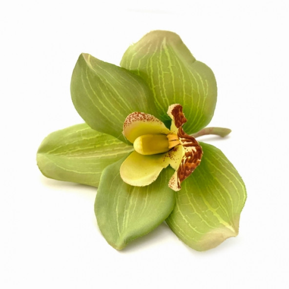 10 Adet Phalaenopsis Yeşil Orkide Tohumu YEŞİL10KB ürün görseli 1