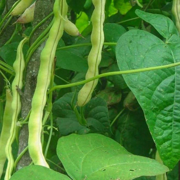 Oturak Barbunya Tohumu Karlı Beyaz 100 Gr ürün görseli 1