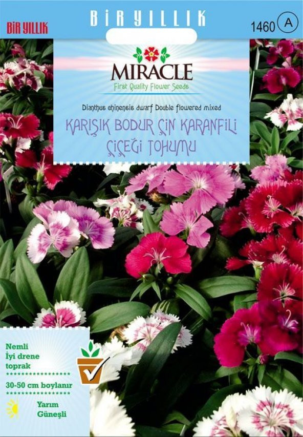 Miracle Karışık Renkli Bodur Çin Karanfili Çiçeği Tohumu (100 tohum) ürün görseli 1