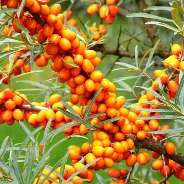 Tüplü Hippophae Rhamnoides Şifalı Yabani Yalancı İğde Fidanı ürün görseli 1