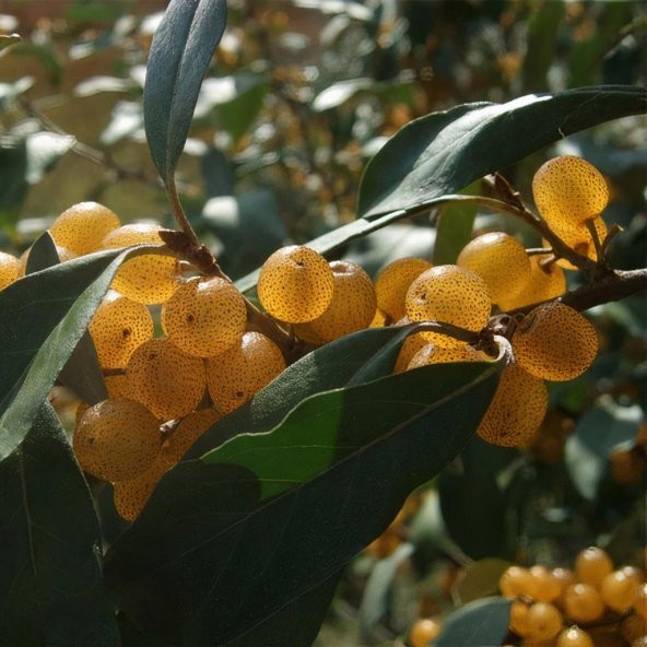 Tüplü Sarı Elaeagnus Umbellata Fortunella Şifalı Güz Zeytini Fidanı ürün görseli 1