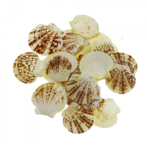 100gr. 4-6cm Pecten Macaranses Doğal Deniz Kabuğu ürün görseli 1