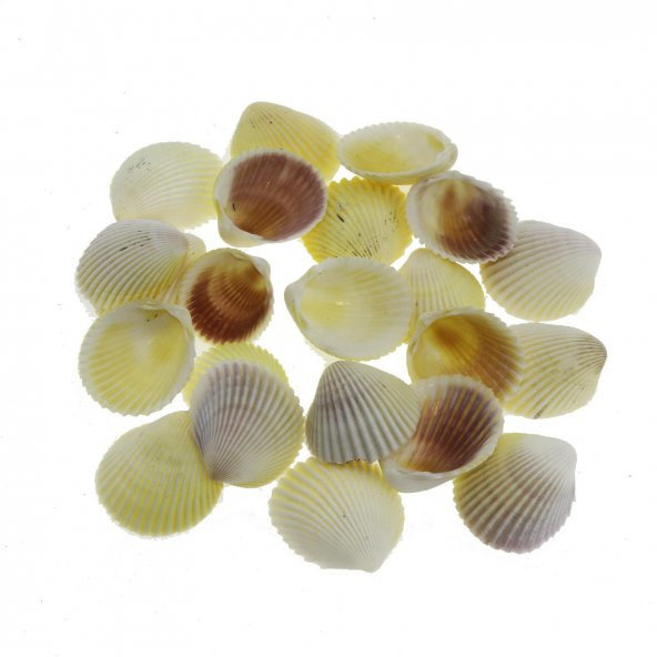 100gr. 3-4cm White Cockles Doğal Deniz Kabuğu ürün görseli 1
