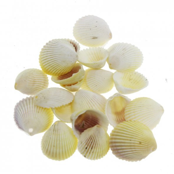 100gr. 3-4cm White Cockles Doğal Deniz Kabuğu Delikli ürün görseli 1