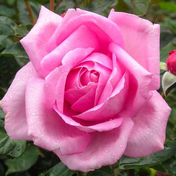 Tüplü Rose Dot Pembe-Beyaz Renk Kokulu Yediveren Gül Fidanı ürün görseli 1