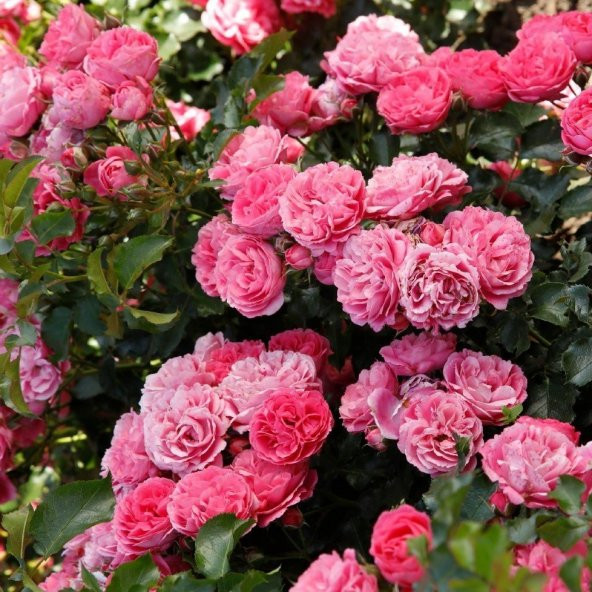 Tüplü Katmerli Moin Moin Pembe Renkli Yediveren Gül Fidanı ürün görseli 1