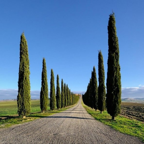 Tüplü Kara Servi (Cupressus sempervirens) Fidanı (20-30 cm) ürün görseli 1