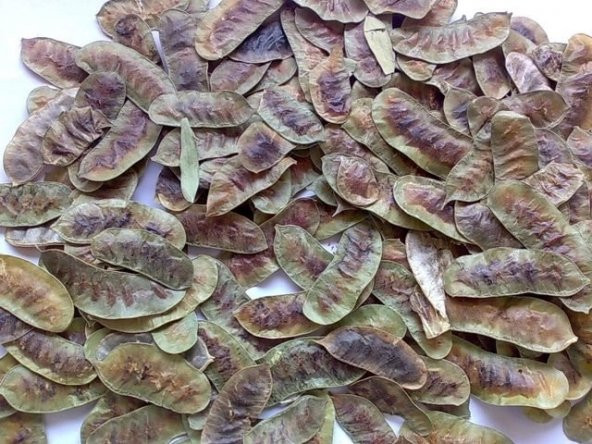 Dökme Bitkiler Aşlık Otu / Devegözü -100 Gr ürün görseli 1