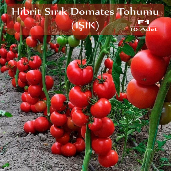 Hibrit Sırık Domates Tohumu Işık 10 Adet F1 Hibrit Domates Tohumu ürün görseli 1