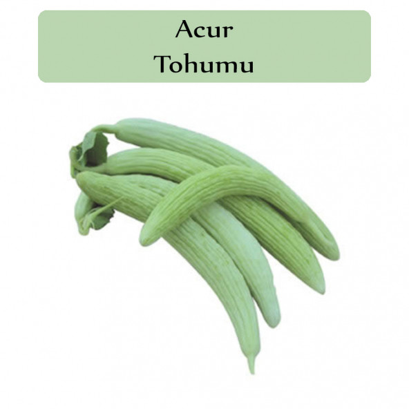 Acur Tohumu 1 Paket 1. Kalite Tohum ürün görseli 1