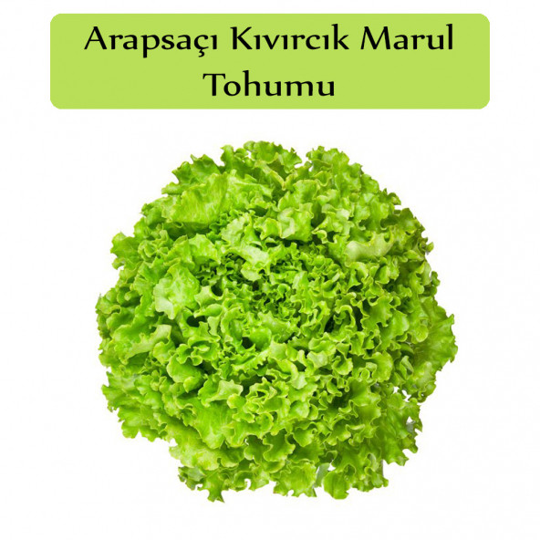 Arapsaçı Marul Tohumu 1 Paket Kıvırcık Marul Tohumu Arap Saçı ürün görseli 1