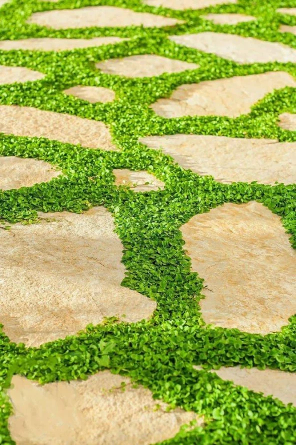 Fare Kulağı Tohumu -Dichondra Repens-250 gr - Resim 3