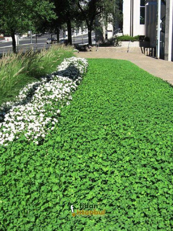 Fare Kulağı Tohumu -Dichondra Repens-250 gr - Resim 5