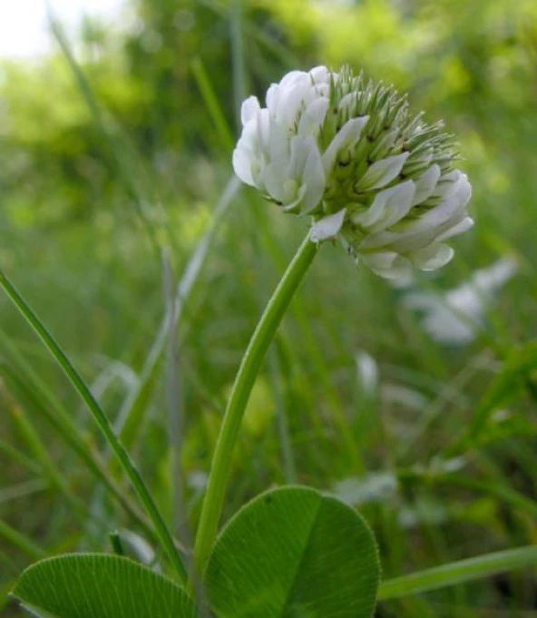 Üçgül Tohumu-500 Gr Süs Yoncası ( Trifolium Repens ) ürün görseli 1