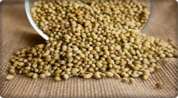 Kişniş Tohumu (Aş Otu) 10 Gram - Resim 4