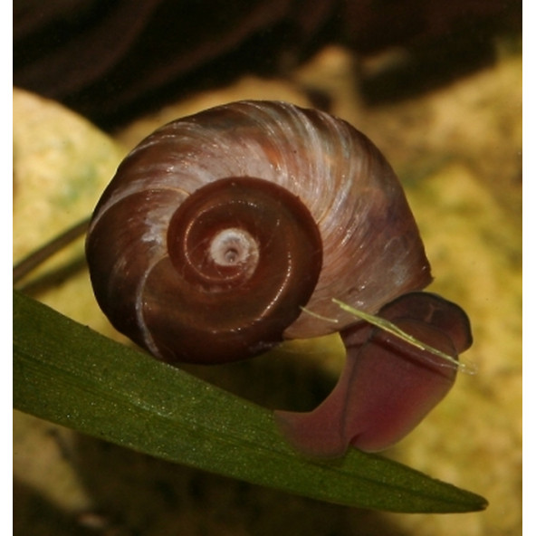 Salyangoz Ramshorn 15 Adet Tek tip - Resim 2