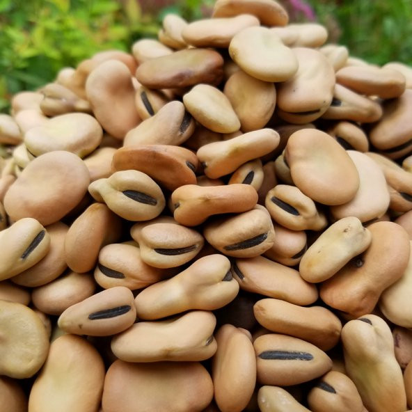naturalköyürünleri Kuru Bakla 5 Kg ürün görseli 1
