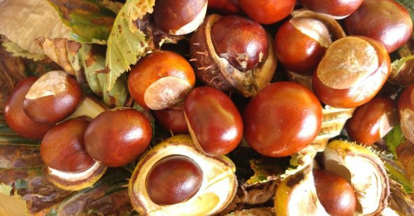 naturalköyürünleri FESMİNA AT KESTANESİ YAĞI 20 ML ürün görseli 1