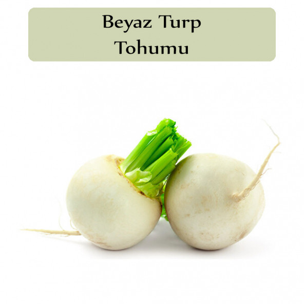 Beyaz Turp Tohumu 1 Paket Turp Tohumu ürün görseli 1
