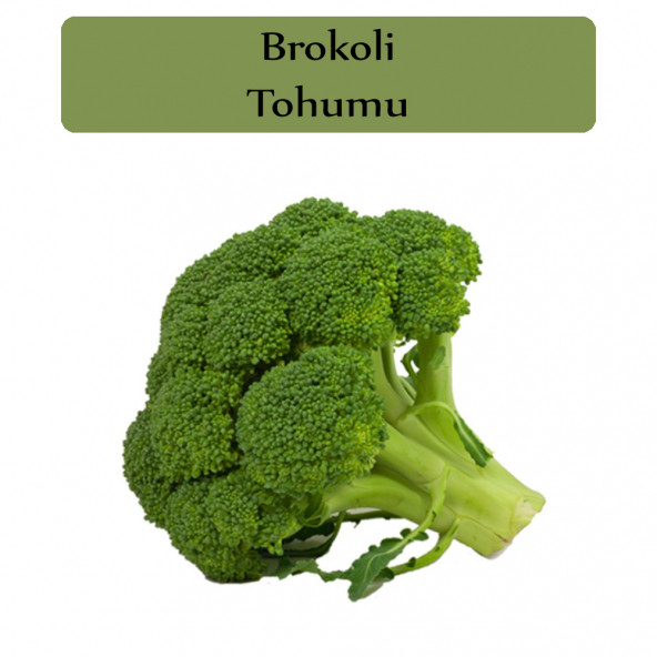 Brokoli Tohumu 1 Paket ürün görseli 1