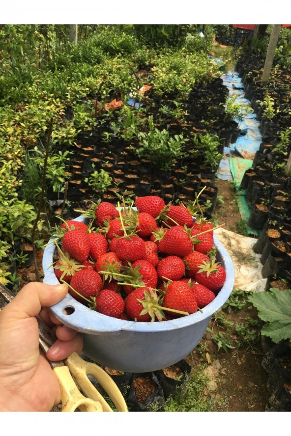 100 Adet Çilek Fidanı ( Albion) Firigo Taze Söküm 12 Ay Dikim.garantili Çins...faturalı ürün görseli 1
